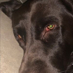 Meet your Posher, Gianna